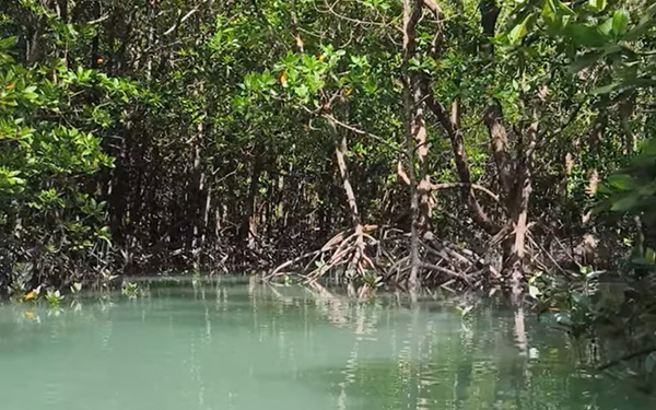 Calm Kayaking Video